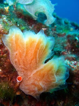 Sea squirt
