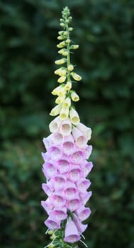 flower detail
