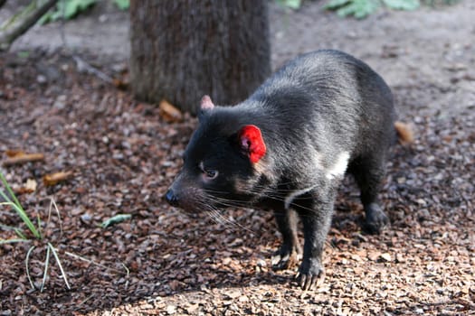 Tasmanian devil