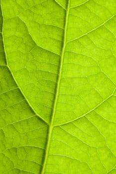 Green veins