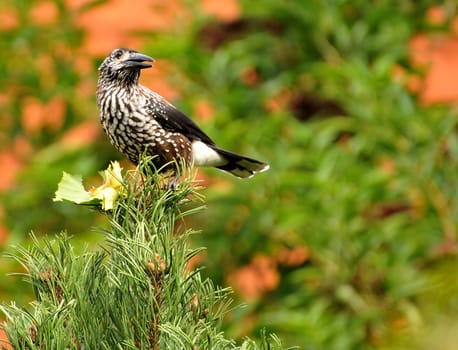 The rare nutcracker with hazelnuts.