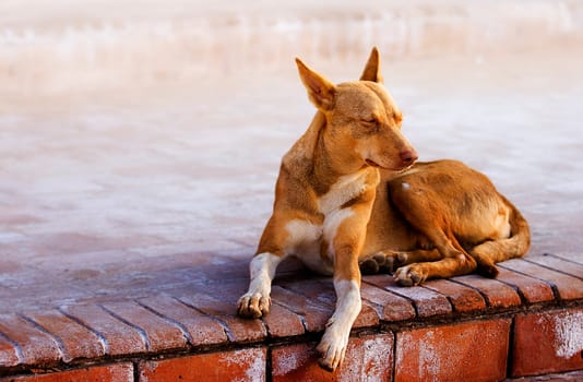 Street dog in Dahab