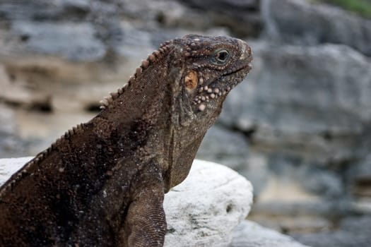 Cuban Belttail Iguana