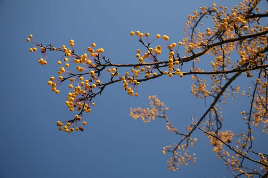 yellow berry tree