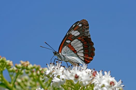 Limenitis reducta,Kingfisher