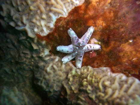 Starfish