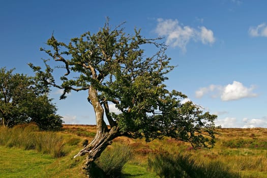 Cornwall,Dartmoor,Devon,England