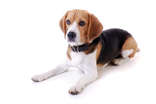 Beagle