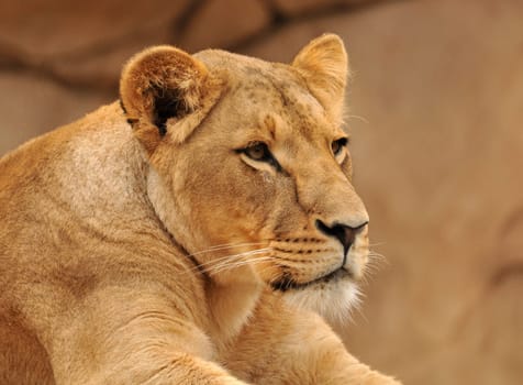 Lioness observes...