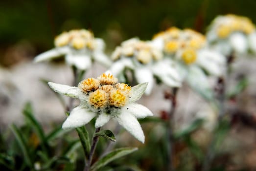Edelweiss