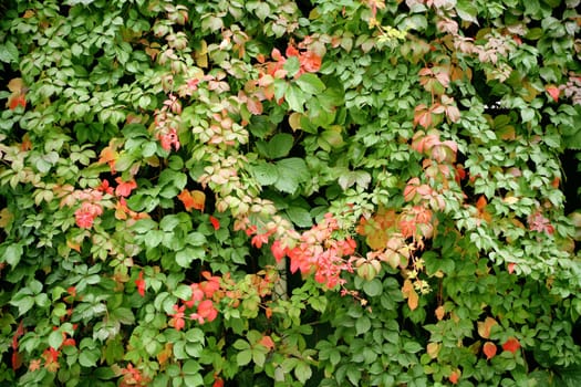 colorful leaves in fall time