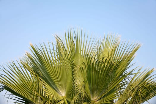 palm tree and blue sky