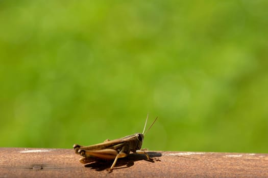 grasshopper in nature