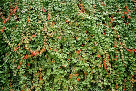 colorful leaves in fall time