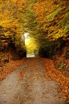 fall time in forest and colorful leaves