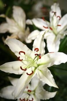 Close up shot of white flower garden