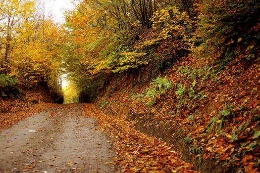 fall time in forest and colorful leaves