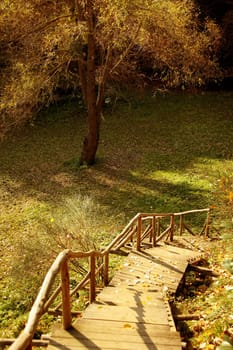 forest and colorful leaves with stairs