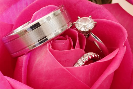 Wedding Rings In Red Rose