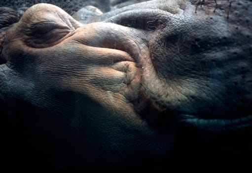 Hippo