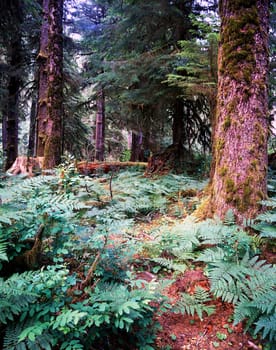 Forest with fern
