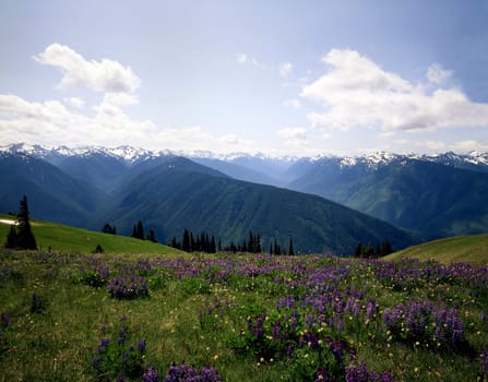 Hurricane Ridge