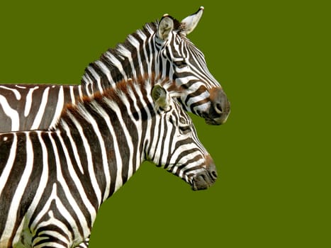 Striped Horses