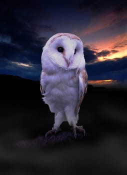 Irish Barn Owl