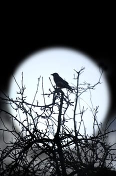 Night Bird