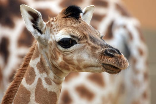 Giraffe 14