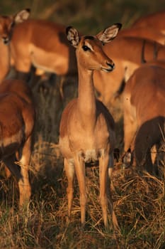 Impala (Aepyceros melampus) in the morning light in the Okavango Delta,Botswana