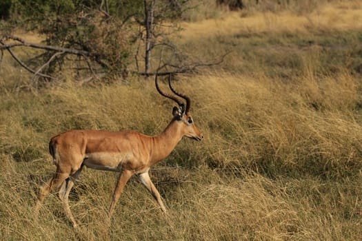 Impala (Aepyceros melampus) in the Okavango Delta,Botswana