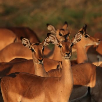 A herd of impala (Aepyceros melampus) grazes in the morning light in the Okavango Delta