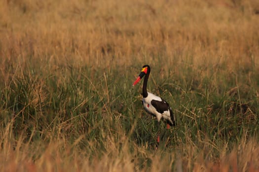 Saddle stork (Ephippiorhynchus senegalensis) in the Okavango Delta,Botswana
