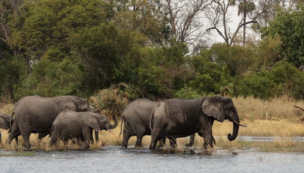 Elephants (Loxodonta africana) in the Okavango Delta,Botswana