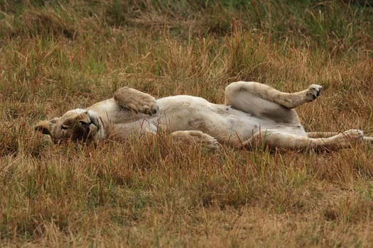 Lioness (Panthera leo) lounging in the grass in the Okavango Delta,Botswana