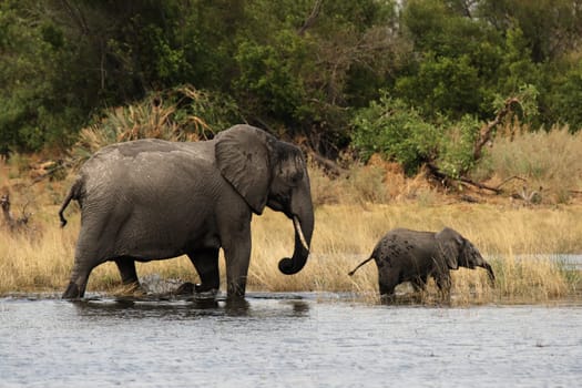 Elephant mother with child in Okavango Delta,Botswana