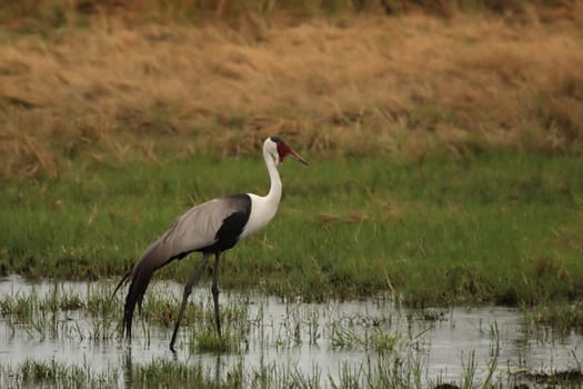 Common Crane (Bugeranus carunculatus) in the Okavango Delta,Botswana