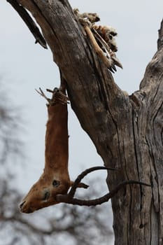The remains of a dead impala hang from a fork of a branch. Okavango Delta,Botswan