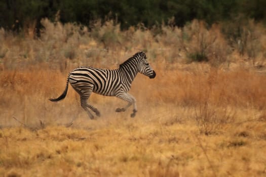 Steppe zebra (Equus quagga) running through the steppe in the Okavango Delta,Botswana
