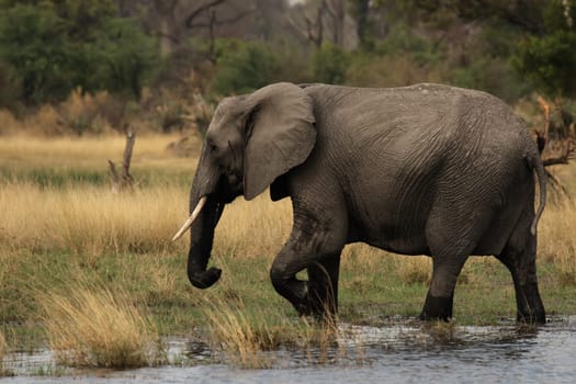 Elephant (Loxodonta africana) in the Okavango Delta,Botswana