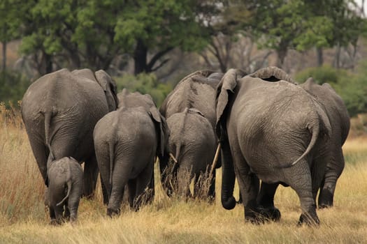 Elephants (Loxodonta africana) in the Okavango Delta,Botswana