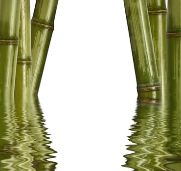 fine bamboo background