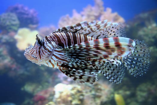 Lionfish