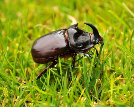 The rare rhinoceros beetle.