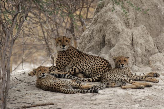 A cheetah family rests in the shade in the Okavango Delta,Botswana