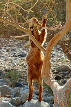 Climbing goat in search of food