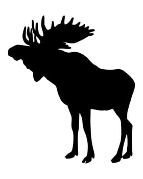 Moose