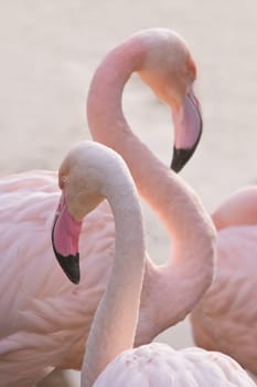 Flamingos