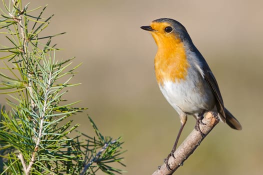 Beautiful robin